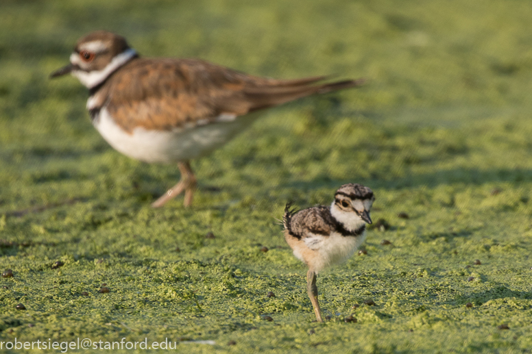 emily renzel wetlands